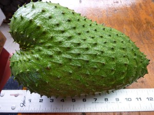 South Kona Fruit Stand's World Record Soursop